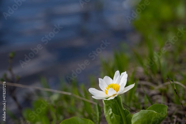 Obraz Single white marsh marigold flower near a creek
