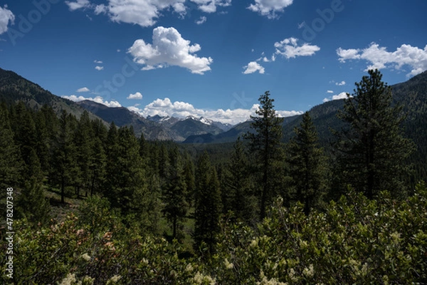 Obraz Ponderosa Pines and mountains in  Boise National Forest

