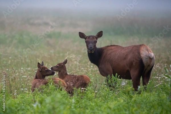 Obraz elk calves