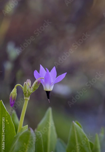 Obraz Purple Jeffrey's shooting star wildflower
