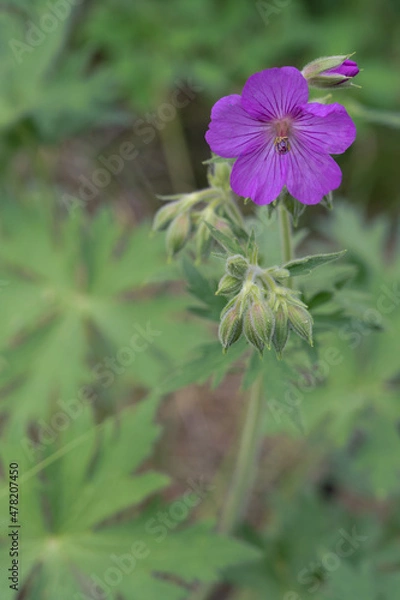 Obraz Purple sticky geranium, Geranium viscosissimum, blooming
wildflower