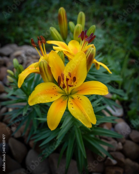 Obraz yellow lily flower