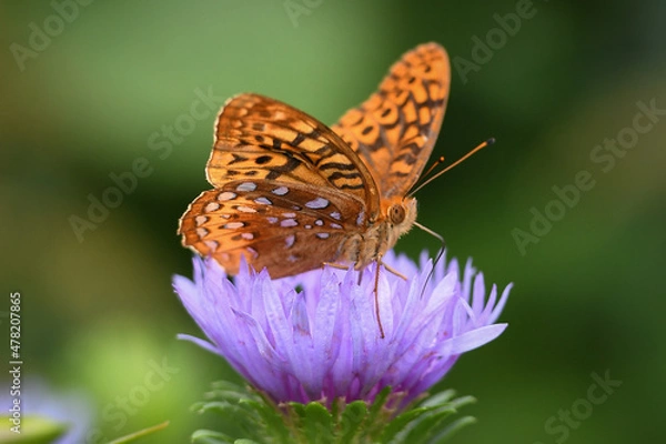 Obraz butterfly on flower
