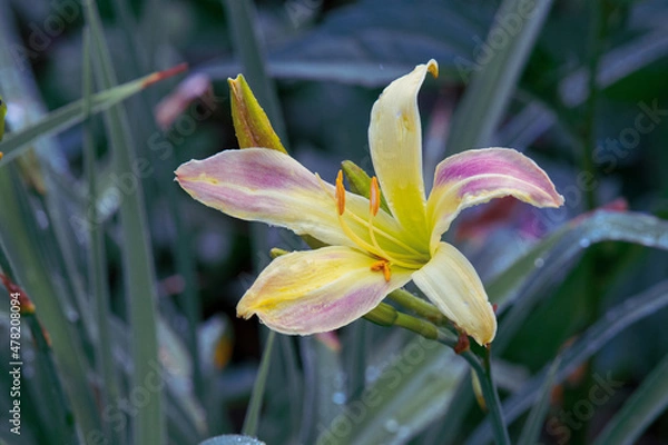 Obraz yellow lily