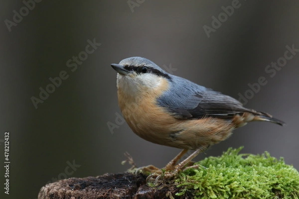 Obraz Sittelle torchepot - 2021 12 13 1131 - Yonne 0005