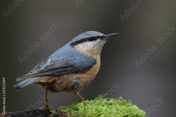 Obraz Sittelle torchepot - 2021 12 13 1131 - Yonne 0007