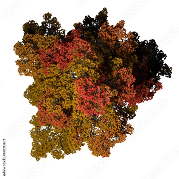 Fototapeta VEGETATION TOP VIEW - TREES PLANTS AND BUSHES IN PLAN