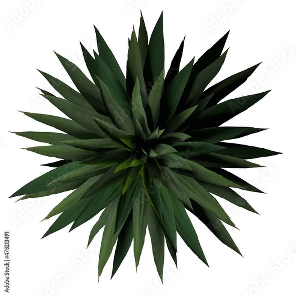 Fototapeta VEGETATION TOP VIEW - TREES PLANTS AND BUSHES IN PLAN