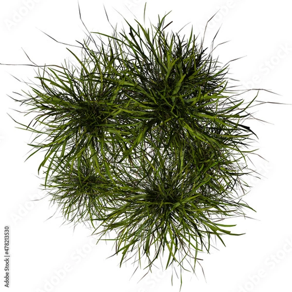 Fototapeta VEGETATION TOP VIEW - TREES PLANTS AND BUSHES IN PLAN