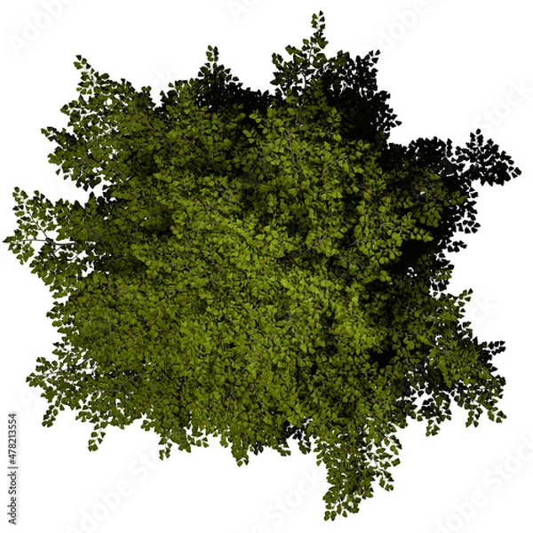 Fototapeta VEGETATION TOP VIEW - TREES PLANTS AND BUSHES IN PLAN