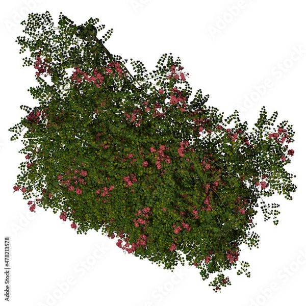 Fototapeta VEGETATION TOP VIEW - TREES PLANTS AND BUSHES IN PLAN