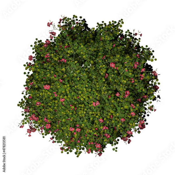 Fototapeta VEGETATION TOP VIEW - TREES PLANTS AND BUSHES IN PLAN