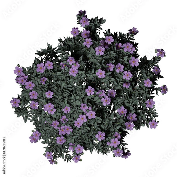 Fototapeta VEGETATION TOP VIEW - TREES PLANTS AND BUSHES IN PLAN