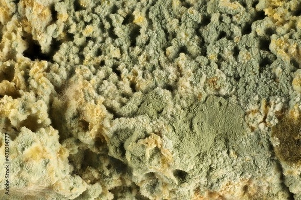 Fototapeta Super macro view of mould spores on wholegrain bread