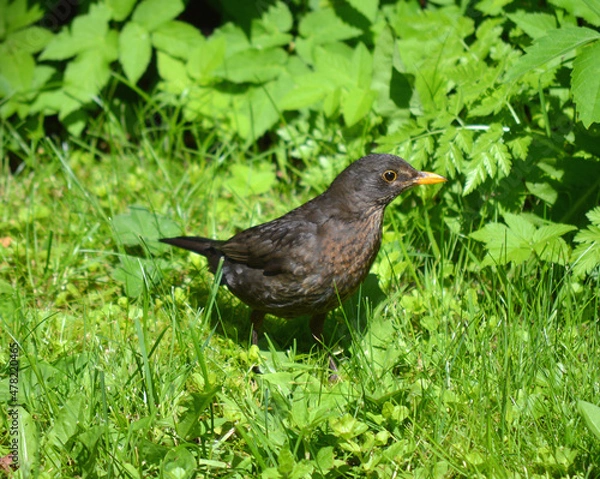 Fototapeta Young Blackbird