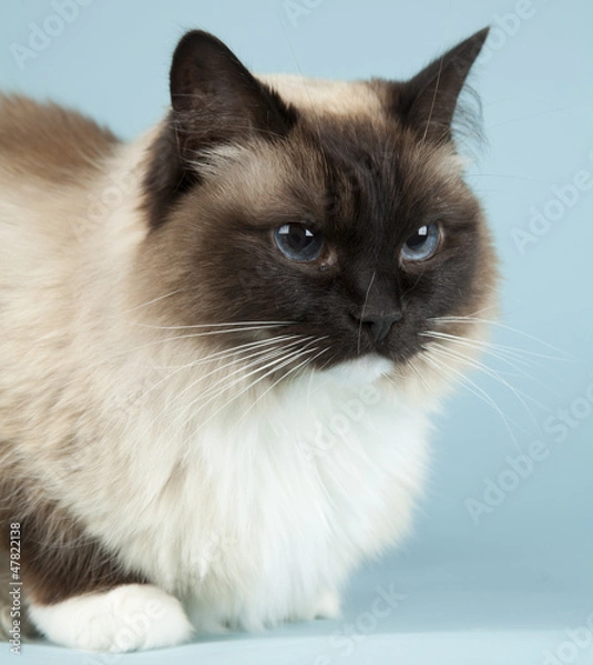 Obraz Raggdoll cat on blue background