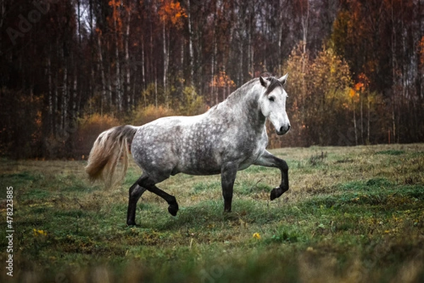 Fototapeta Grey andalusian horse trotting in the autumn field alone and free.