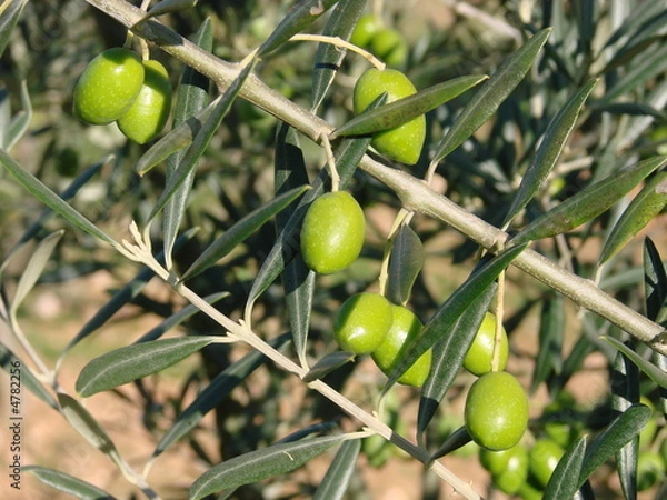Obraz Olives