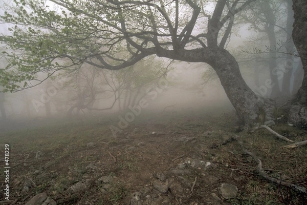 Fototapeta fog's tree