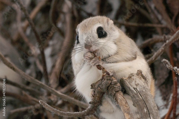 Obraz エゾモモンガ　冬　北海道