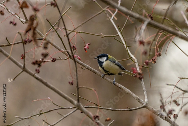 Obraz 野鳥　シジュウカラ