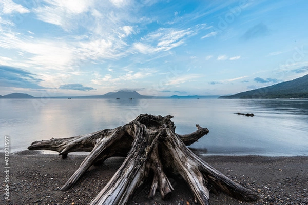 Obraz 湖　枯れ木