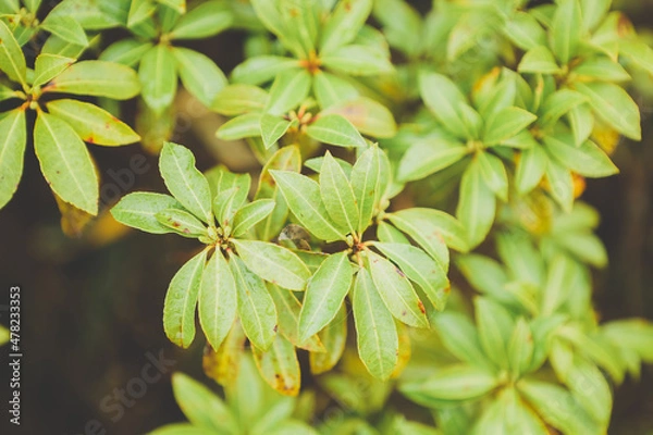 Obraz おしゃれな植物