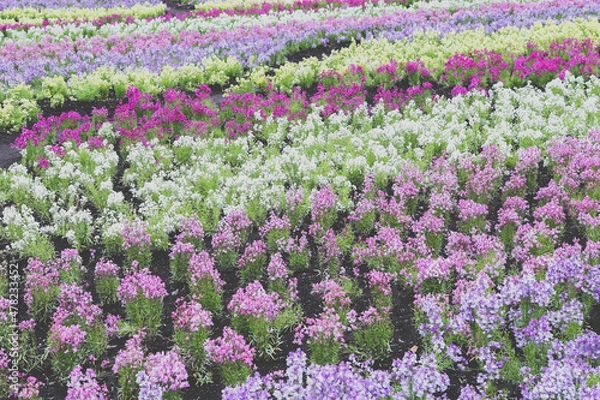 Obraz カラフルな花の絨毯