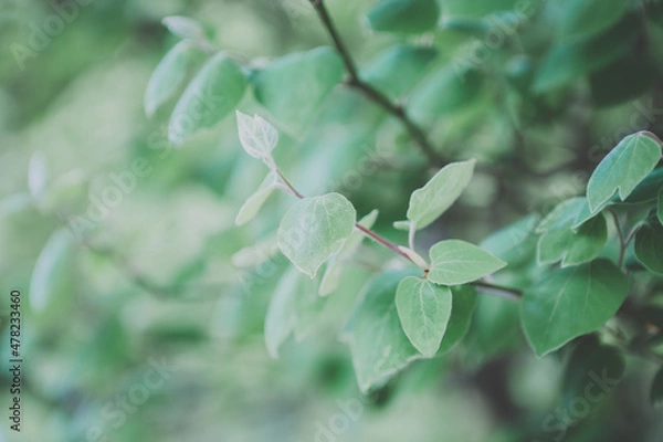 Obraz ミントのような植物