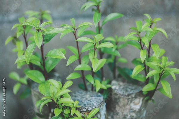 Obraz 切り株に自生する植物