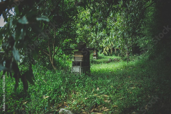 Obraz 森の中の養蜂