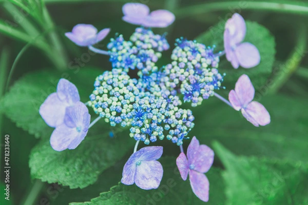 Obraz 紫陽花