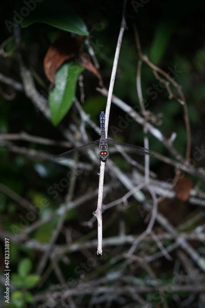 Fototapeta dragonfly on a vine