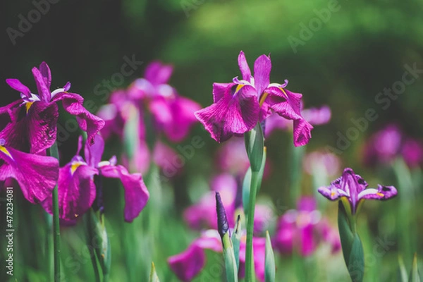 Fototapeta 菖蒲園の様子