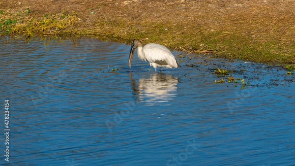 Fototapeta Stork Reflection Pose
