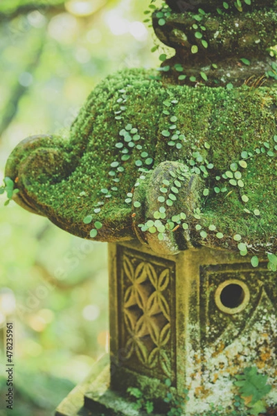 Fototapeta 石灯籠豆蔦