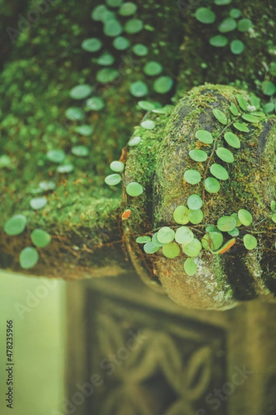 Fototapeta 石灯籠豆蔦