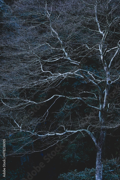 Fototapeta 枯れ木