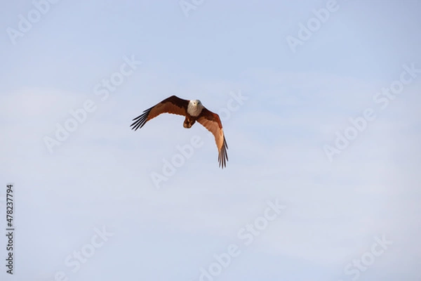 Obraz kite in flight