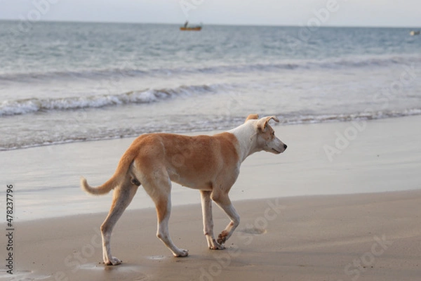 Obraz dog on the beach