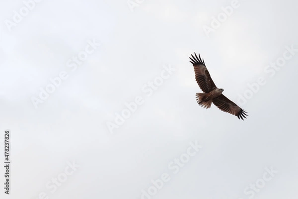 Fototapeta flying eagle in flight