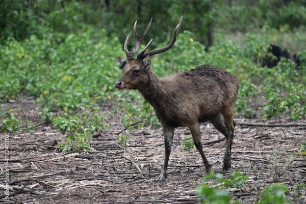 Fototapeta Rusa timorensis is the Javan rusa or Sunda sambar  in savannah at edge of forest conservation, rarely seen in the open and are very difficult to approach due to their keen senses and cautious instinct