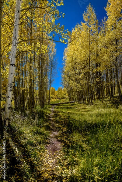 Obraz autumn in the forest