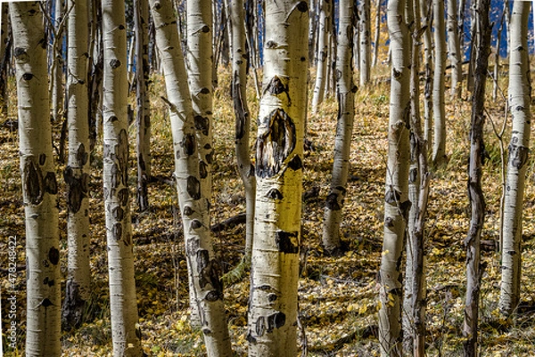 Obraz Aspen Bark
