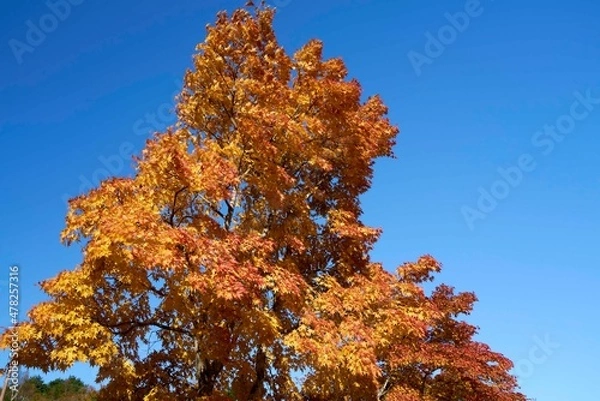 Obraz 山の駅たかはら