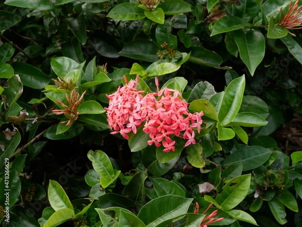 Obraz 沖縄に咲く赤い花サンダンカ