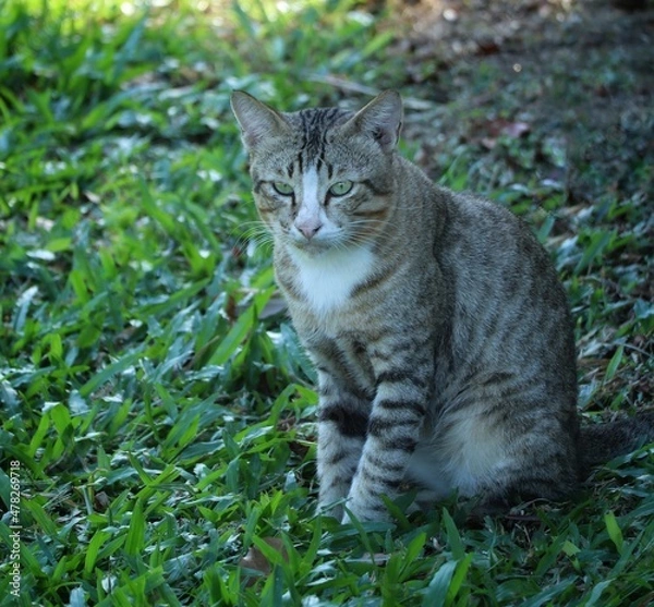 Fototapeta  grey cat in the grass