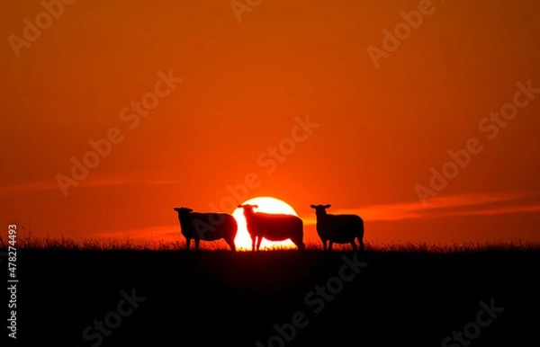 Fototapeta sheep enjoying sunset
