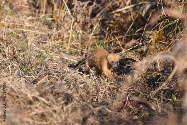 Fototapeta シベリアイタチ・日本・九州