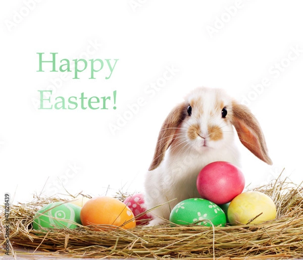 Fototapeta funny rabbit and easter eggs